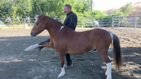How to Teach the Spanish Walk