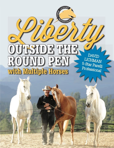 Liberty Outside the Round Pen with Multiple Horses